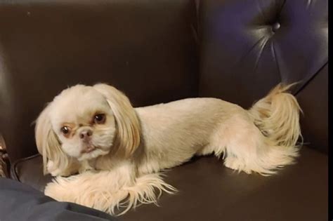 Cute Imperial Shih Tzus Shih Tzu Puppies For Sale In Scottsdale Az