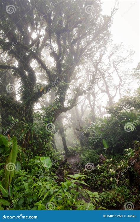 Deep In Lush Foggy Rainforest Stock Photo Image Of Forest Costa