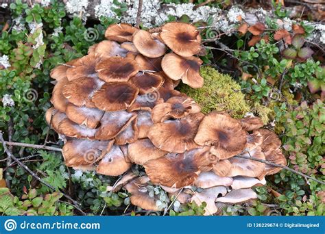 Honey Mushroom Armillaria Mellea On Tree Stump Stock Photo Image Of