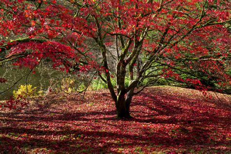 Best Maple Trees For Fall Color