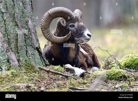 Mufflon Ram Mountain Sheep Ovis Ammon Musimon Winter Coat Sheep Wild