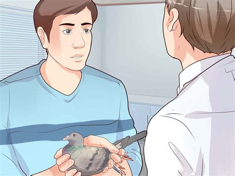 3 Ways To Hold A Pigeon Wikihow