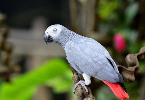 5 Intriguing African Grey Parrot Facts Pet Bird Center