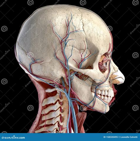 Human Head With Skull Muscles Eyes And Blood Vessels Stock