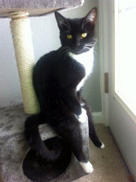 27 Cats That Have Mastered The Art Of Sitting
