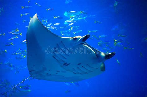 Manta Ray Stock Photo Image Of Snorkeling Animal Graceful 26630372