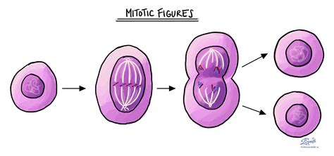 Mitotic Figure Pathology Dictionary Mypathologyreportca