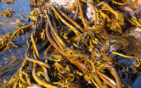10 Facts About Seaweeds Interesting Uses For Seaweed Africa Geographic