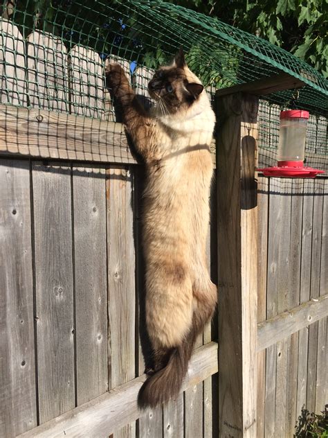 Keep the fence at least two inches away from vulnerable stems so rabbits can't press against it to reach a stem. Cat Containment Fence: One Reader Shares How He Contains ...