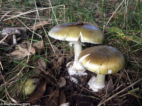 Lethal Death Cap Mushrooms On The Rise In The Uk Daily Mail Online