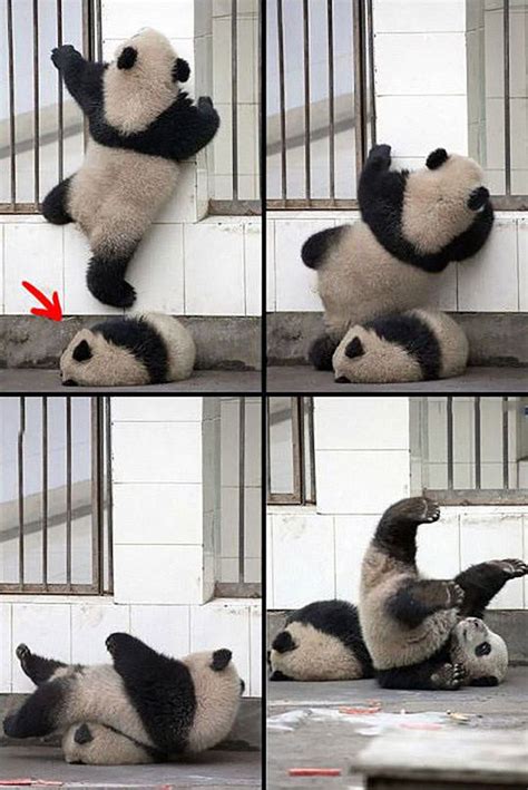 Life Of Baby Pandas Cute Animals Funny Animals Panda Bear