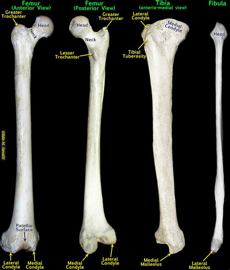 Bio201 Leg Bones