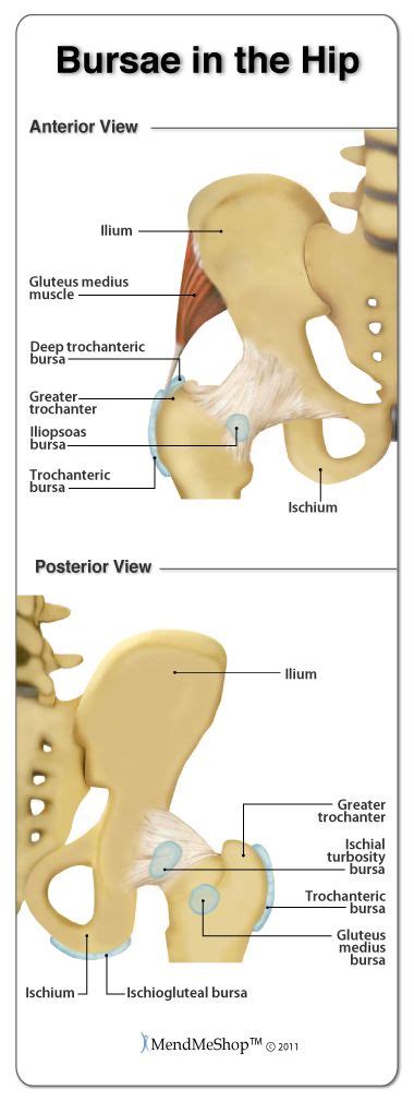 Anatomy Of The Hip Acetabular Joint Hip Joint Anatomy Anatomy