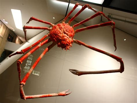 Aug 20, 2016 · a crab's shell is really a skeleton on the outside of its body. Giant Japanese spider crab | Giant Japanese spider crab ...