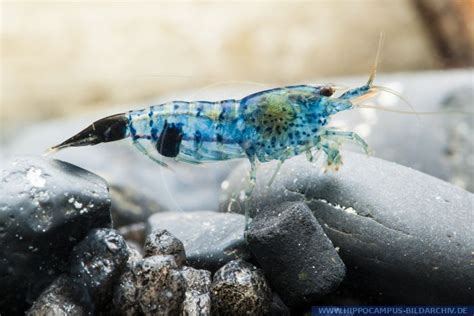 Neocaridina Davidi Rili Blue Alias Rili Blue Shrimp Hippocampus