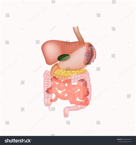 Anatomical Structure Abdominal Organs Spleen Liver Stock Vector