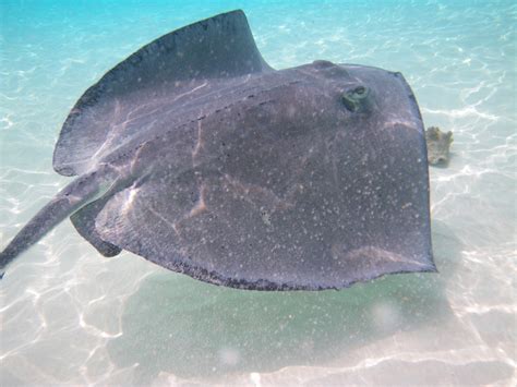 Visiting Stingray The Stingrays Are Fed Here Everyday The Flickr