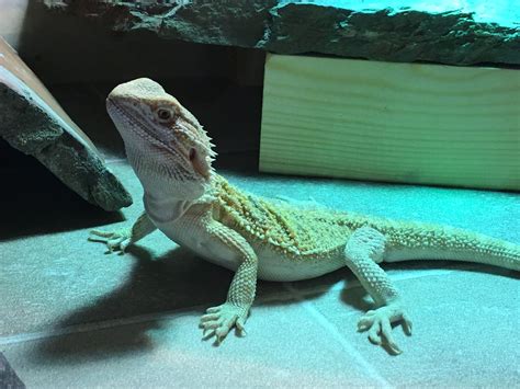 Just Brought My First Bearded Dragon Home 🥰 Beardeddragons