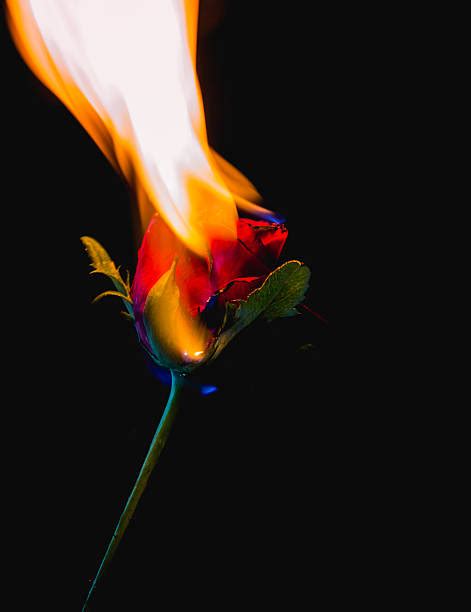 Top Roses On Fire Stock Photos Pictures And Images Istock