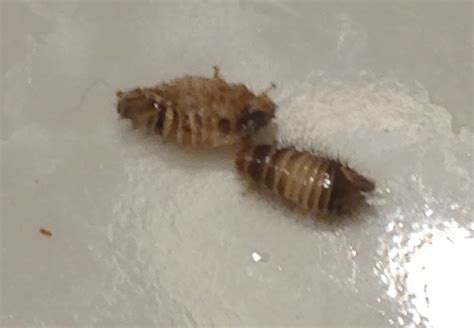 10 Undeniable Facts About Bed Bugs Larvae Moreoo