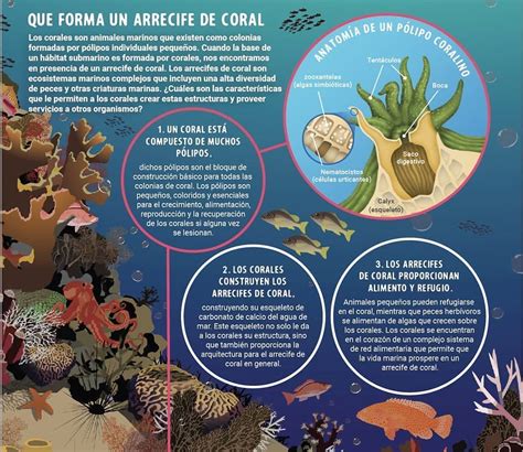 ¿cómo Se Forman Los Arrecifes De Coral Coral Conservation Ngo