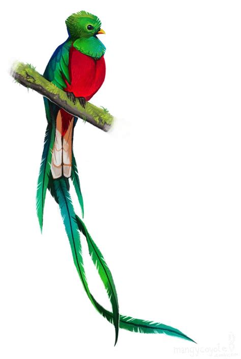 image result for resplendent quetzal colombian bird drawings quetzal tattoo quetzal