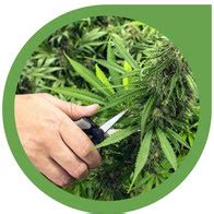 Der „perfekte erntezeitpunkt hängt damit von den eigenen vorlieben, aber auch von deiner cannabis sorte ab. Cannabis Geschlecht, Klone und Ernte - Irierebel