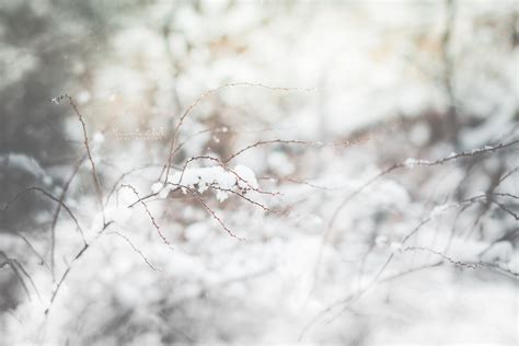 Wallpaper Branch Winter Freezing Snow Tree Twig Frost Black