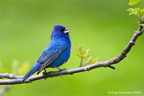 Spring Bird Migration Find Five Colorful Birds Arriving In