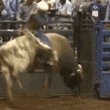 Giddy Up Cowgirl Gif Giddy Up Cowgirl Bull Rider Discover Share Gifs