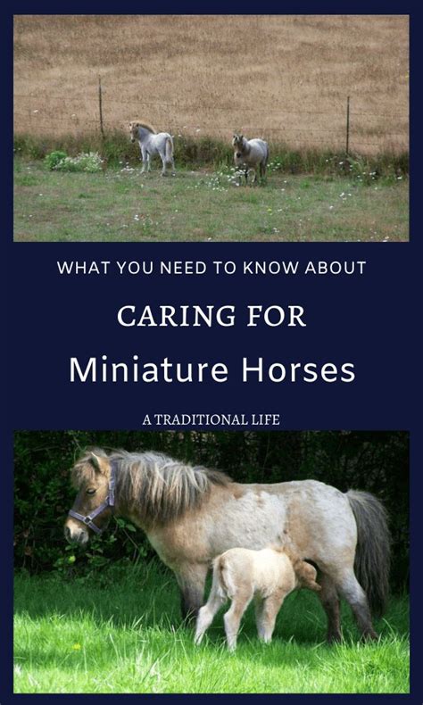 The Basics You Need To Know About Miniature Horses Miniature Horse