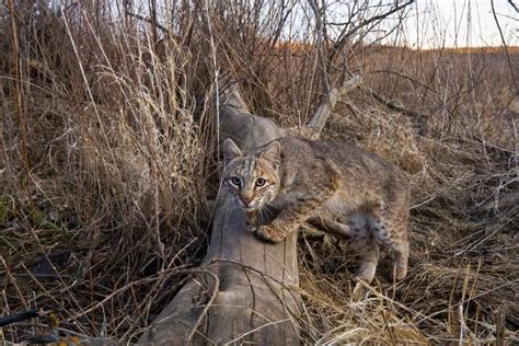 Great Plains Americas Lingering Wild Bobcat Near Spring Creek