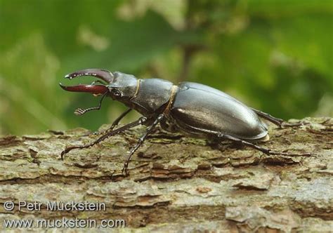 lucanus cervus 1903 cz roháč obecný samice dk eghjort fr lucane cerf volant nl vliegend hert