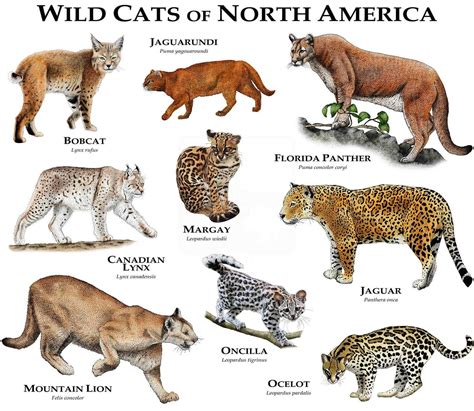 Wild Cats Of North America Poster Print Etsy Small