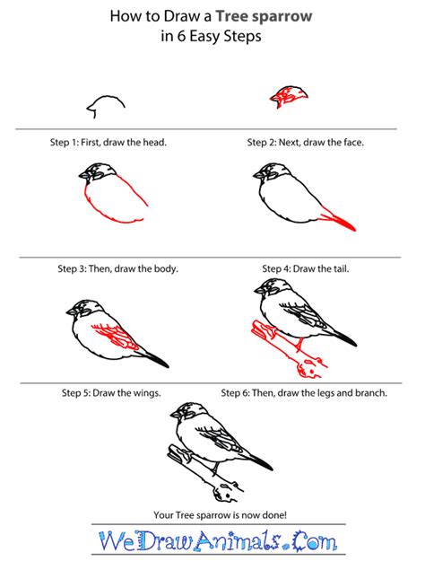 How to draw a sparrow? How to Draw a Tree Sparrow