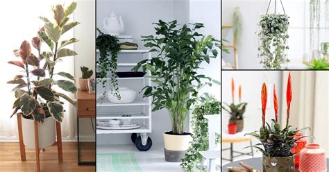 60 Different Types Of Indoor Plants Houseplant Types