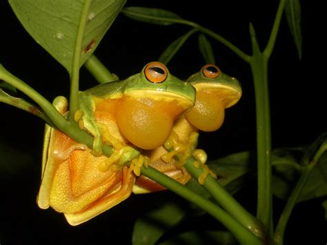 Frogs call at night, right? - The Australian Museum Blog