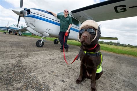Pooch Pilot Becomes First Dog In Britain To Get Crew Card Aol