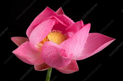 Sacred Lotus Nelumbo Nucifera Stock Image B5701466 Science
