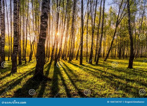 Sunrise Or Sunset In A Spring Birch Forest With Rays Of Sun Stock Image