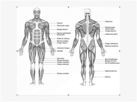 Download Labelled Diagram Of Muscular System Transparent Png Download