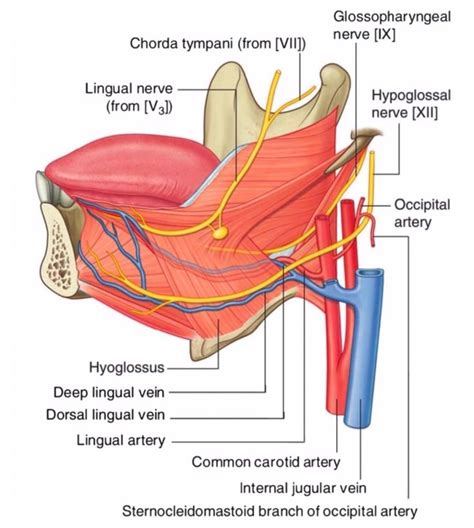 The Wonders of the Tongue Its Muscles with Motor and Sensory Nerve Innervations Andréas