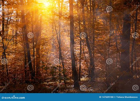 Autumn Treetops In Fall Forest With Mist Sky And Sunlight Through The