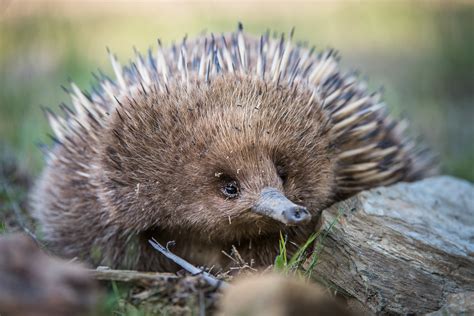 Echidna with a Face Full of Ants | Sean Crane Photography
