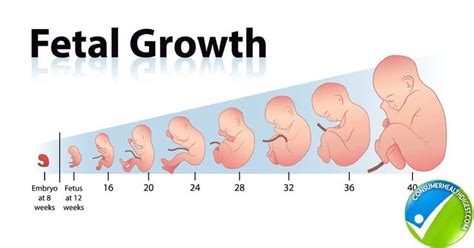 Approved by the babycenter india medical advisory board. How Fetal Length and Weight Can be Measured With Fetal ...
