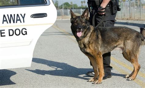 10 Popular Dog Breeds Used In Police K9 Work Tactical Police K9