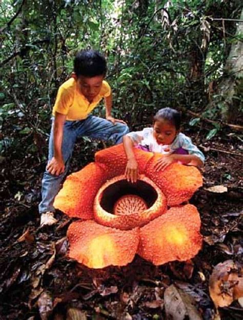 Send flowers blooming flowers all flowers painting wallpaper flower wallpaper virtual museum wonderful flowers learn to paint pictures to paint. Rafflesia: The Largest Flower in the World