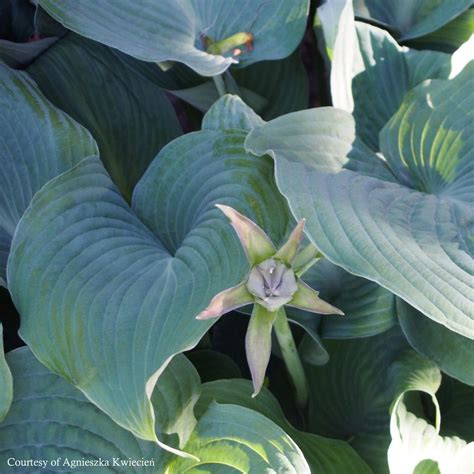 Hosta Blue Angel Plantain Lily From Sandys Plants