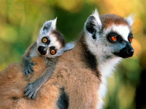 The Northern Sportive Lemur Is The Scarcest Of Madagascars Lemur