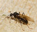 Pictures of Do Queen Carpenter Ants Have Wings
